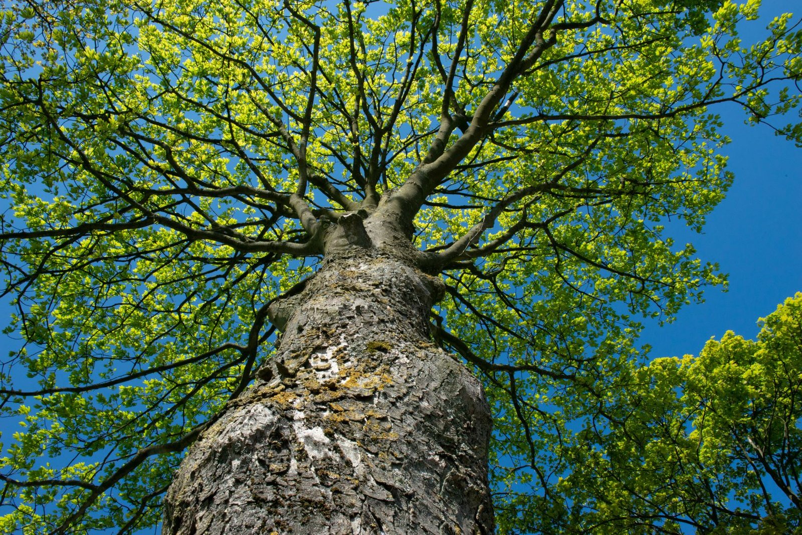 Groene boom